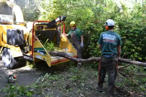 tree services Wilton Center